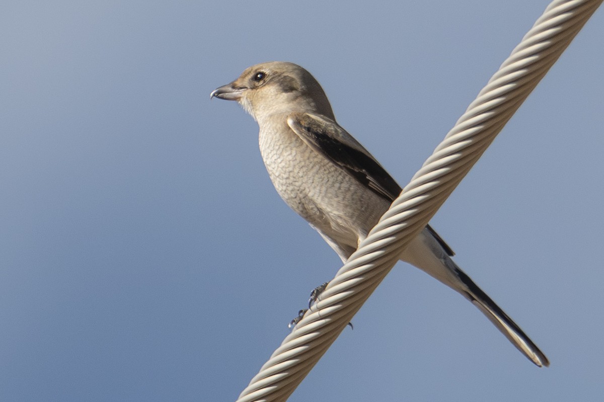 Northern Shrike - ML644724399