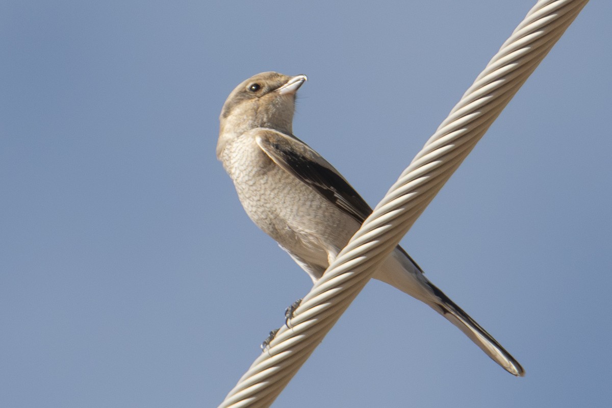 Northern Shrike - ML644724400