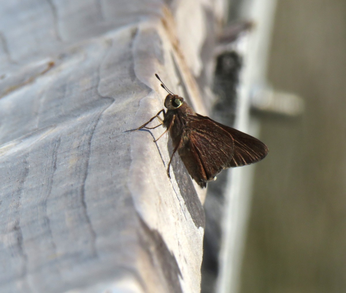 Monk Skipper - ML644724407