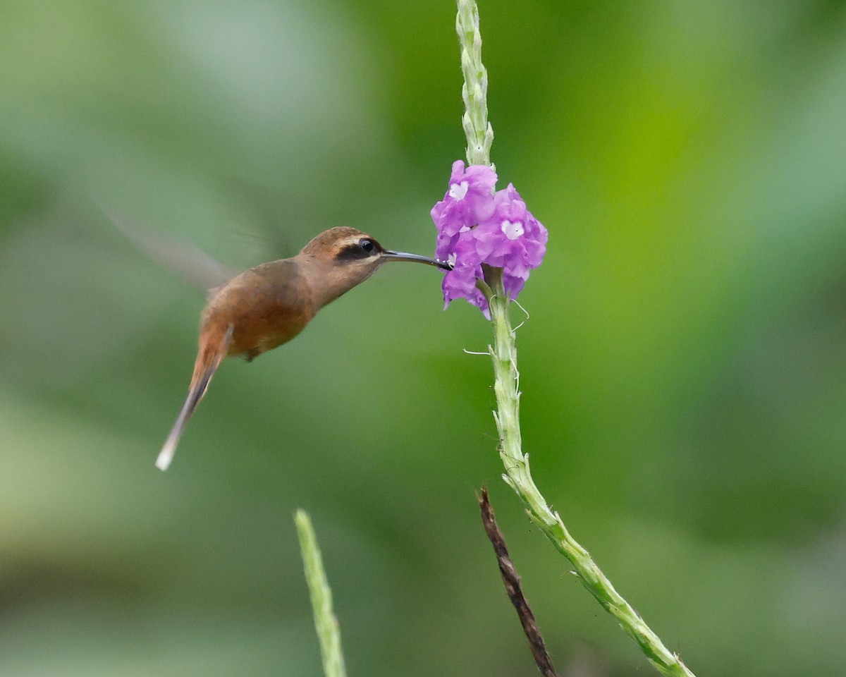 Stripe-throated Hermit - ML644724414