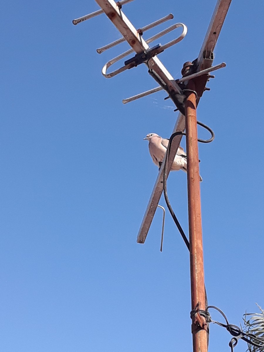 hrdlička černouchá - ML644724416