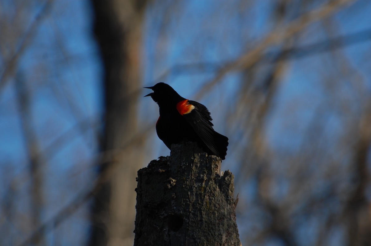 Red-winged Blackbird - ML644724422