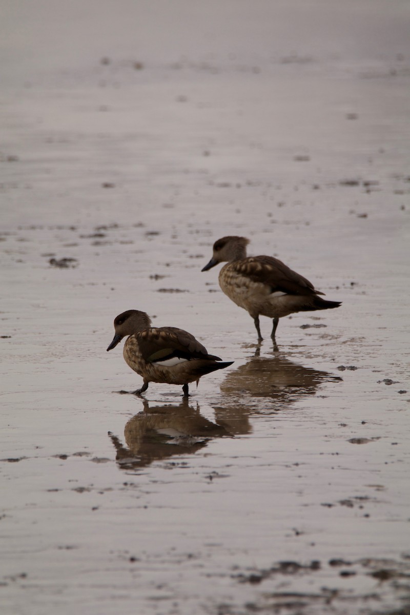 Crested Duck - ML644724423