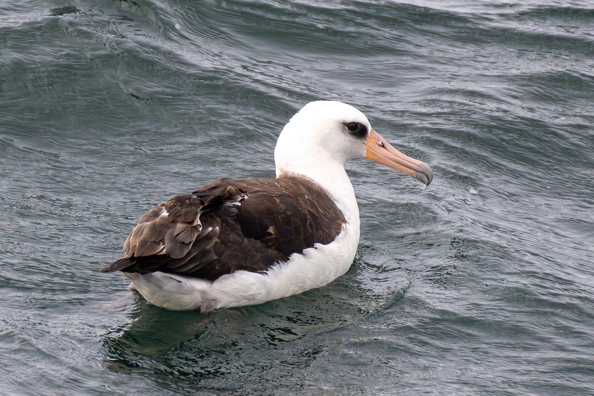 Laysan Albatross - ML644724438
