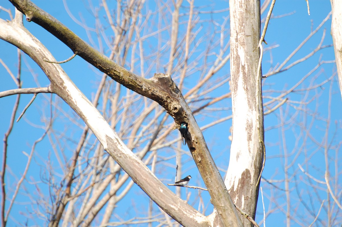 Tree Swallow - ML644724440