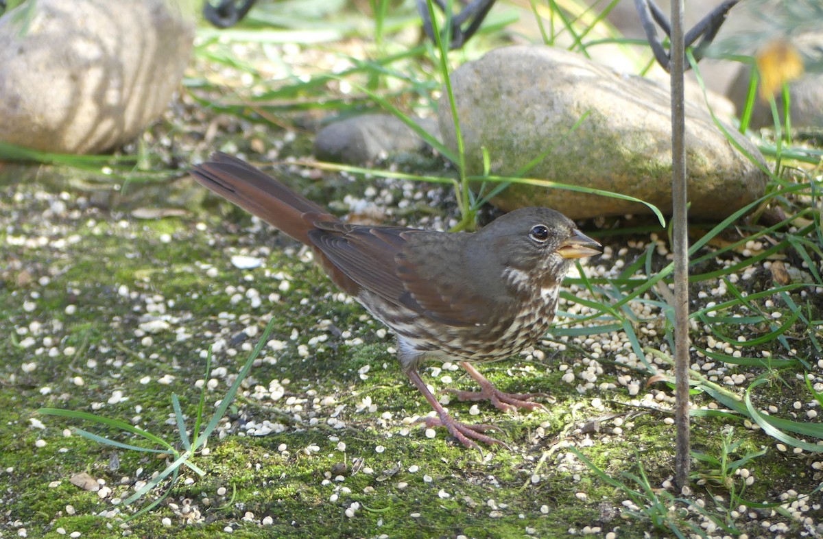 Fox Sparrow - ML644724443