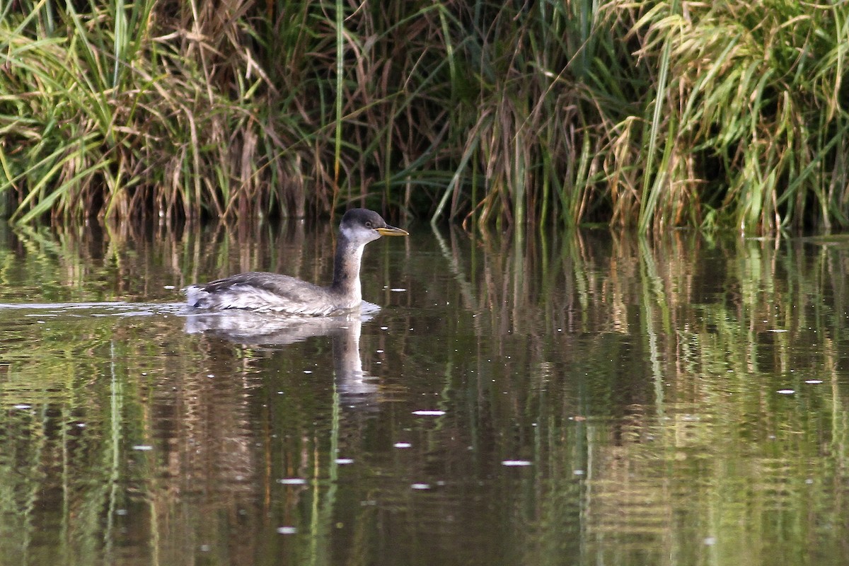 Пірникоза сірощока - ML644724444