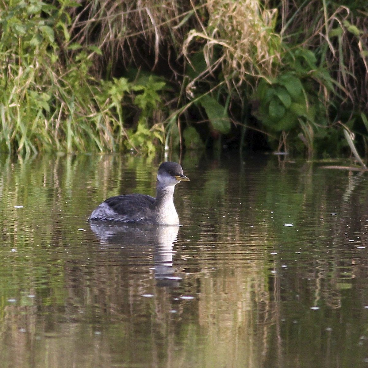 Пірникоза сірощока - ML644724445