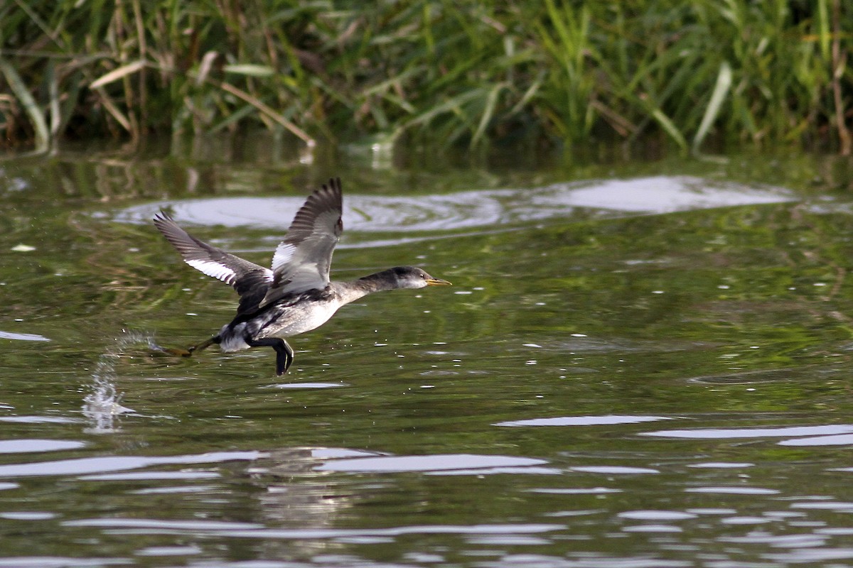 Пірникоза сірощока - ML644724446