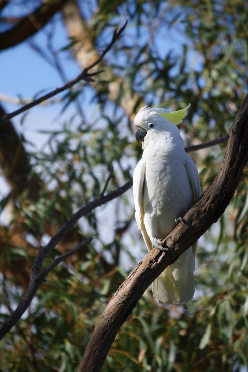 Sulphur-crested Cockatoo - ML644724467
