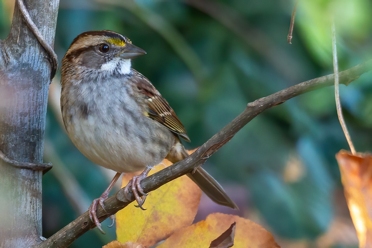 Bruant à gorge blanche - ML644724470