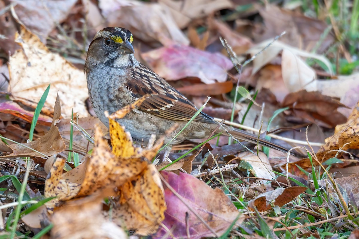 Bruant à gorge blanche - ML644724471