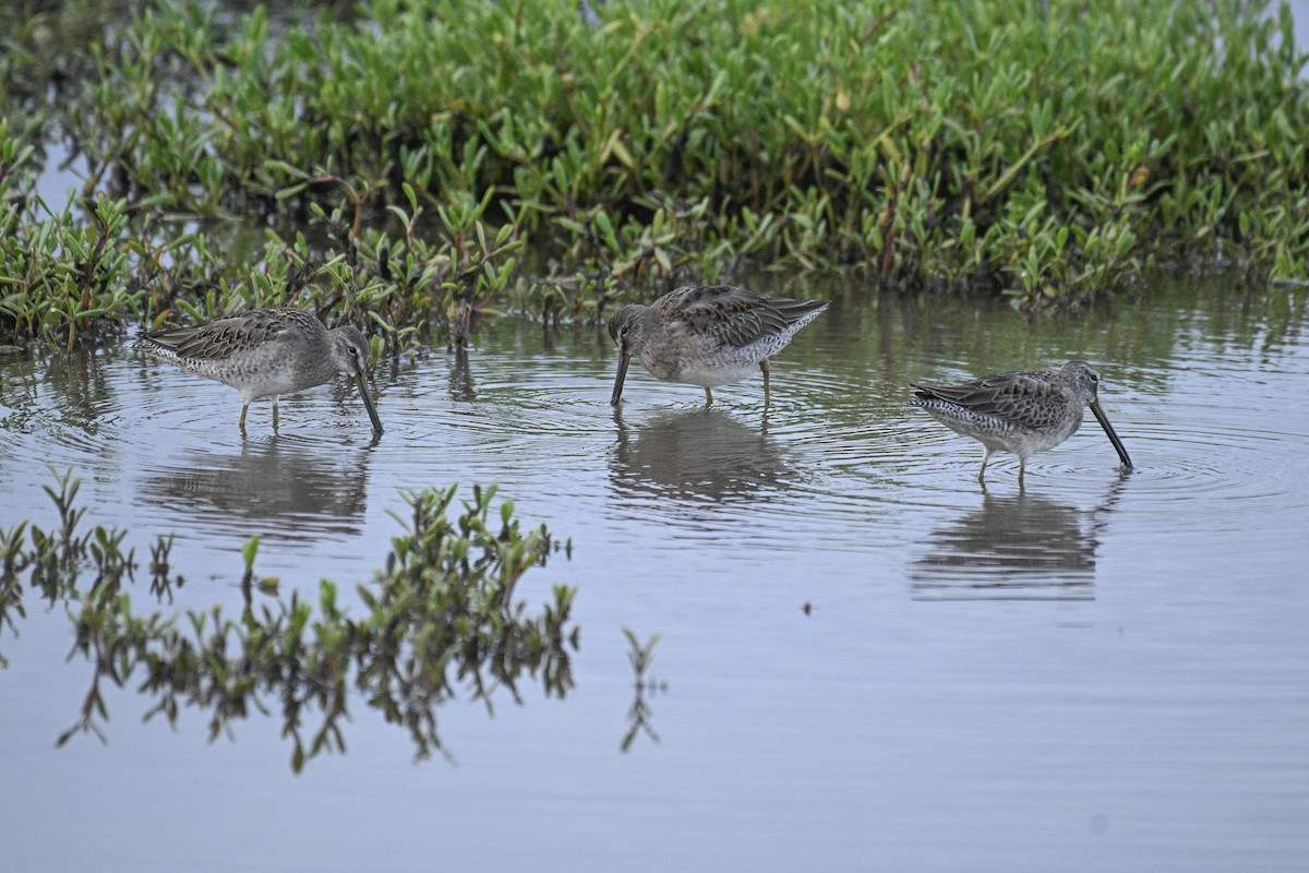 Bécassin à long bec - ML644724473