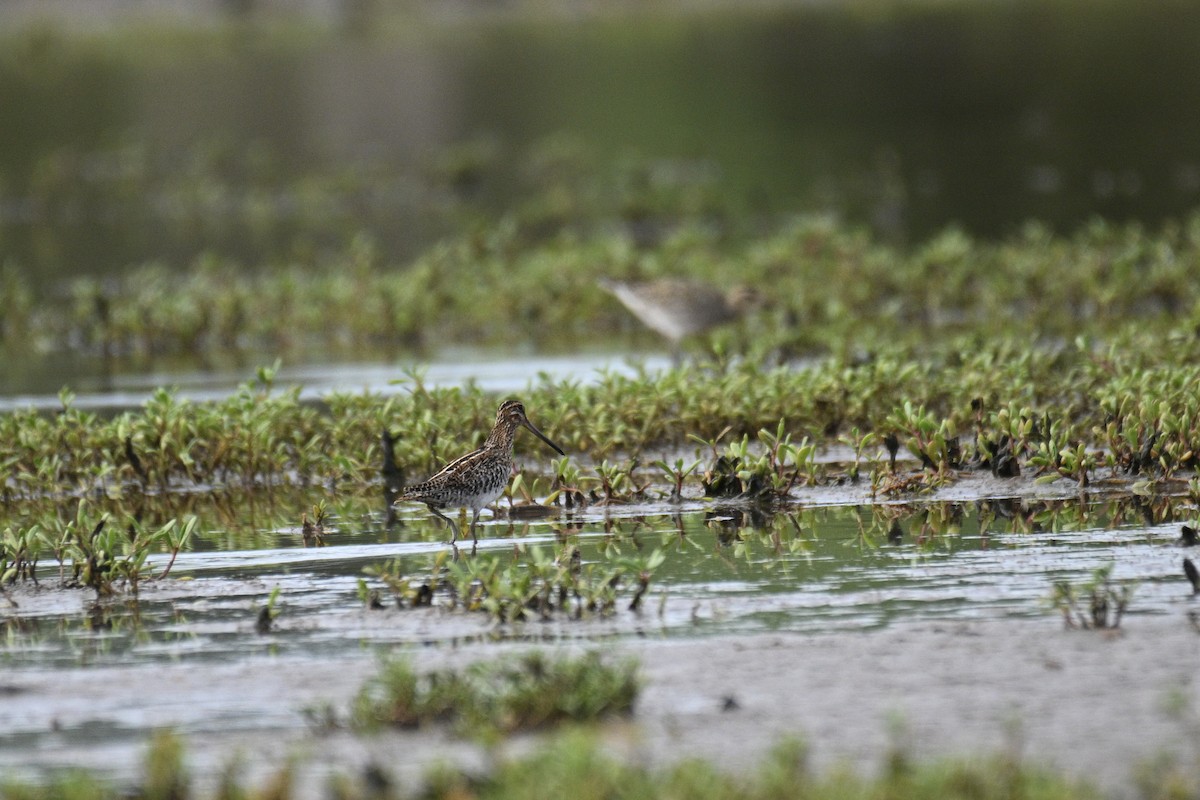 Wilson's Snipe - ML644724476