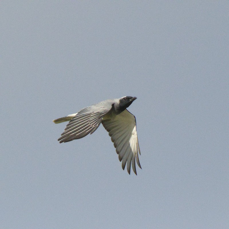 Black-faced Cuckooshrike - ML644724477