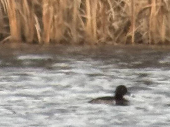 Ring-necked Duck - ML644724482
