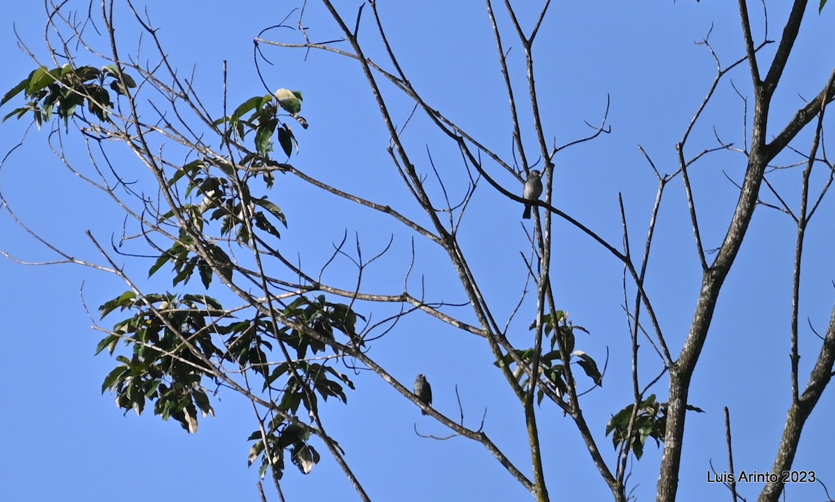 メジロハイビタキ - ML644724484