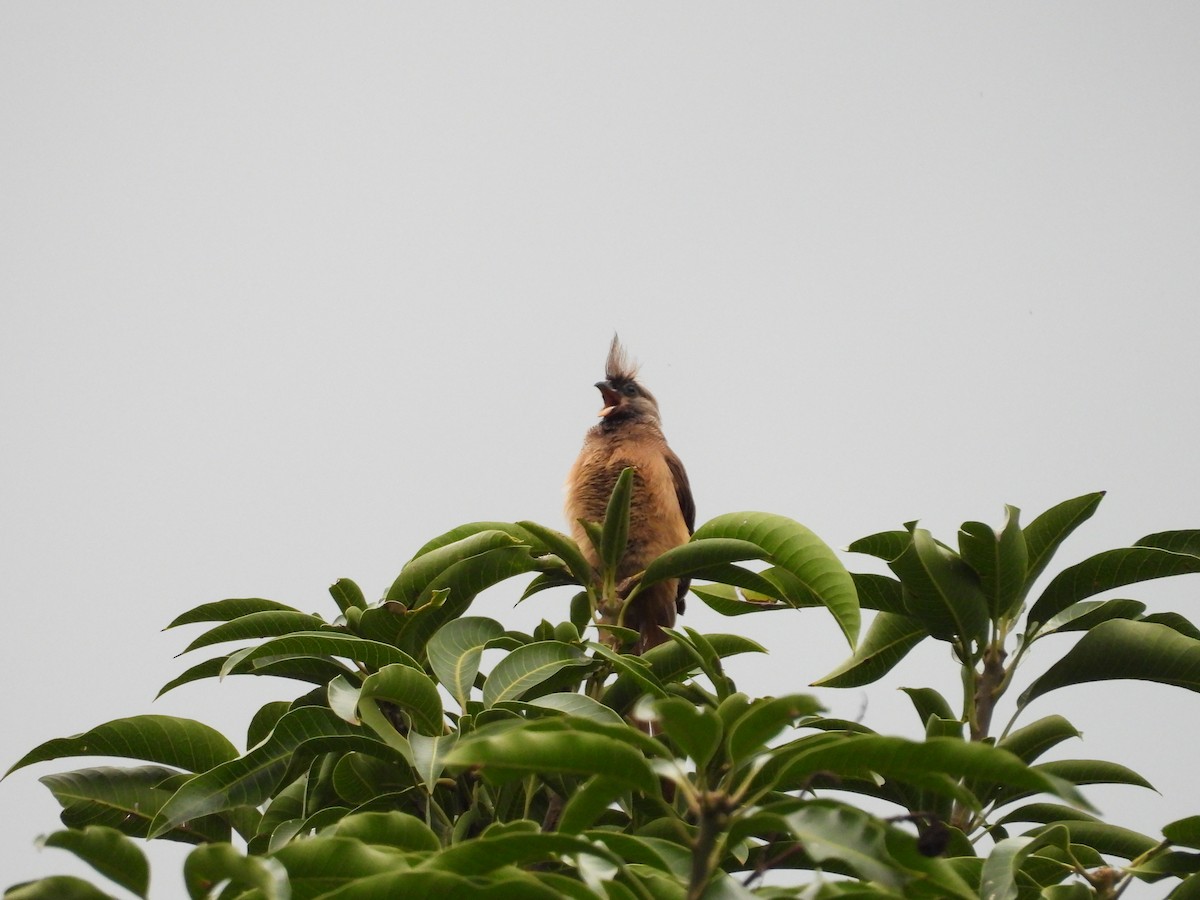 Speckled Mousebird - ML644724490