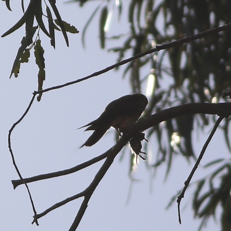 American Kestrel - ML644724500