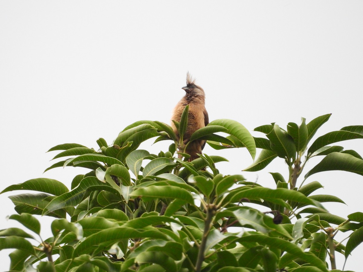 Speckled Mousebird - ML644724502