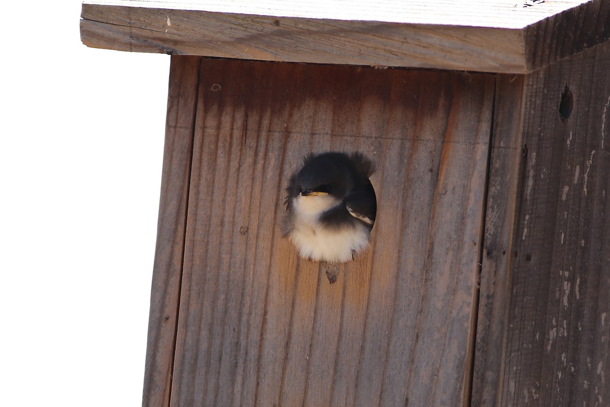 Tree Swallow - ML644724510