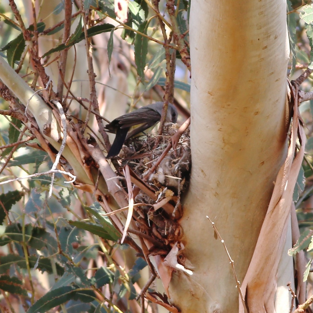 Western Kingbird - ML644724517