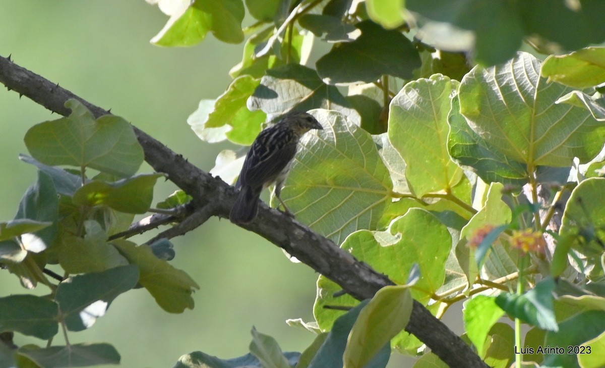 passerine sp. - ML644724520