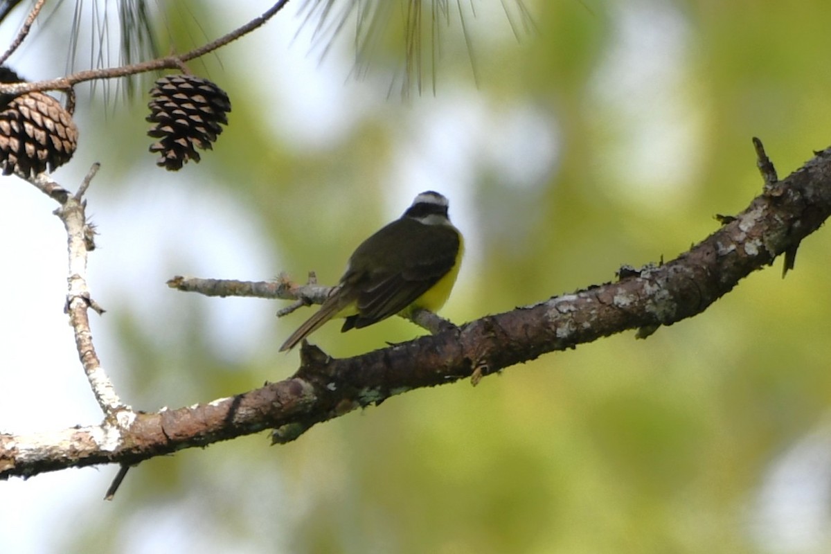 Красношапочный бентеви - ML644724523