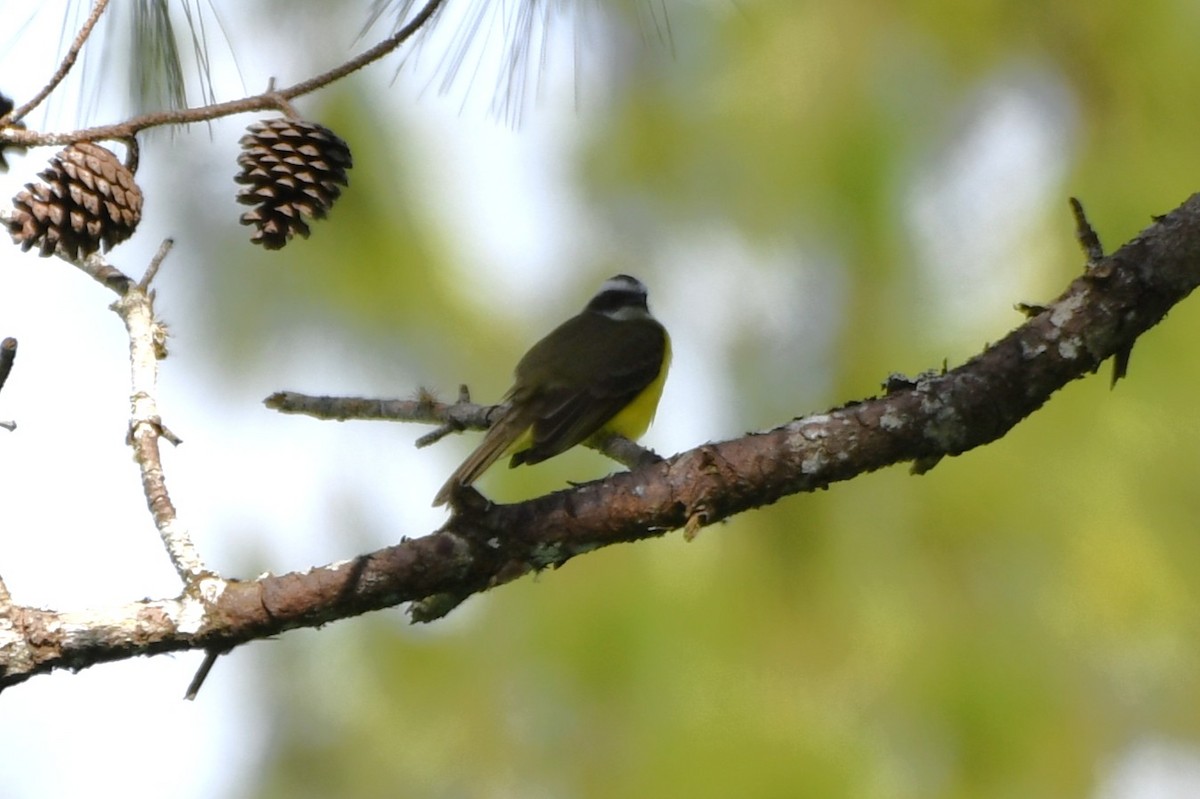 Красношапочный бентеви - ML644724524