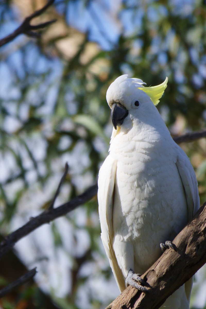 Sulphur-crested Cockatoo - ML644724525