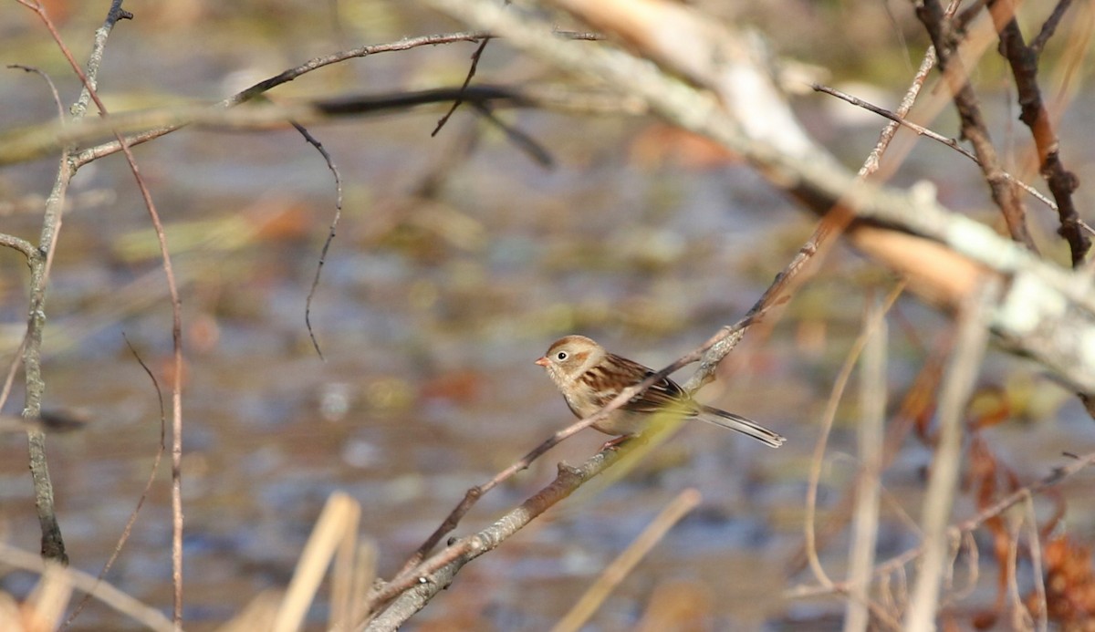 Field Sparrow - ML644724526
