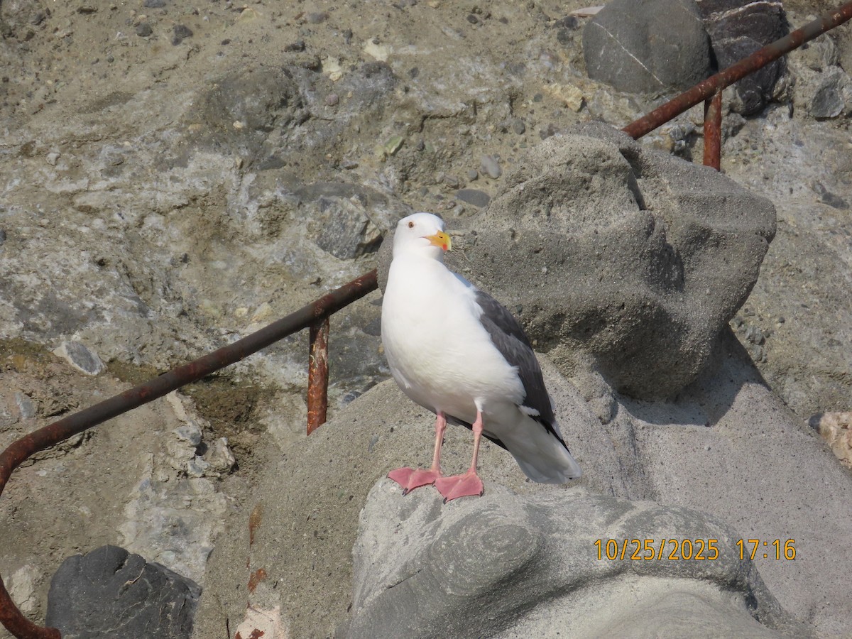 Мартин західний - ML644724537