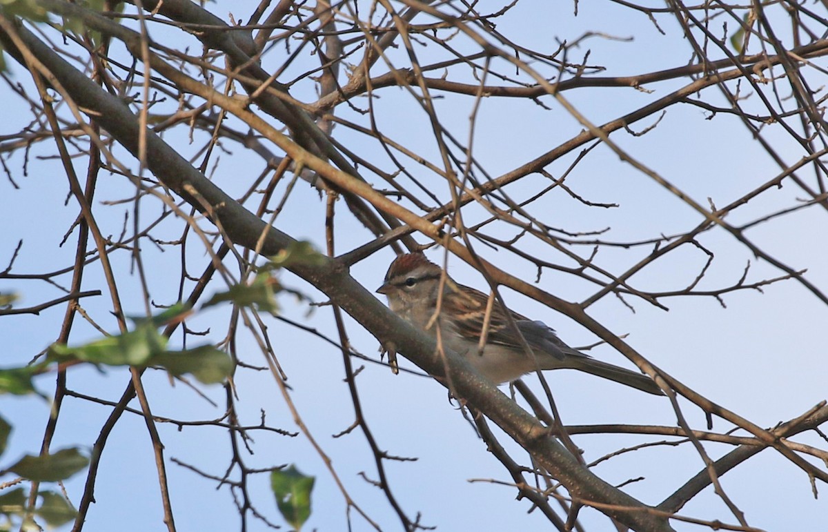 Chipping Sparrow - ML644724539
