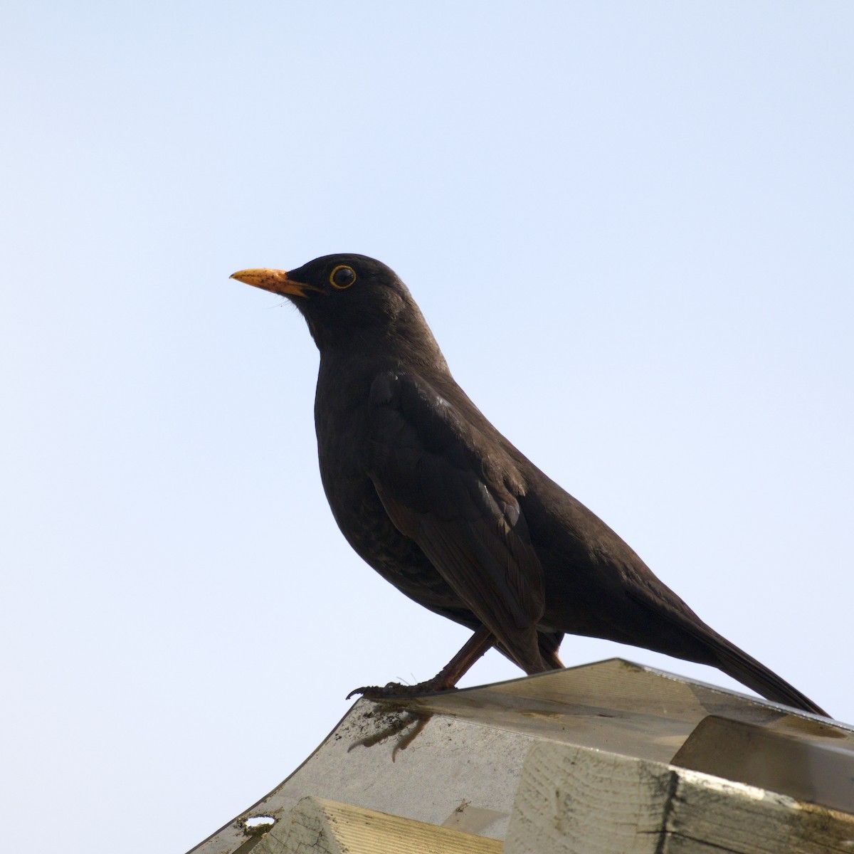 Eurasian Blackbird - ML644724549