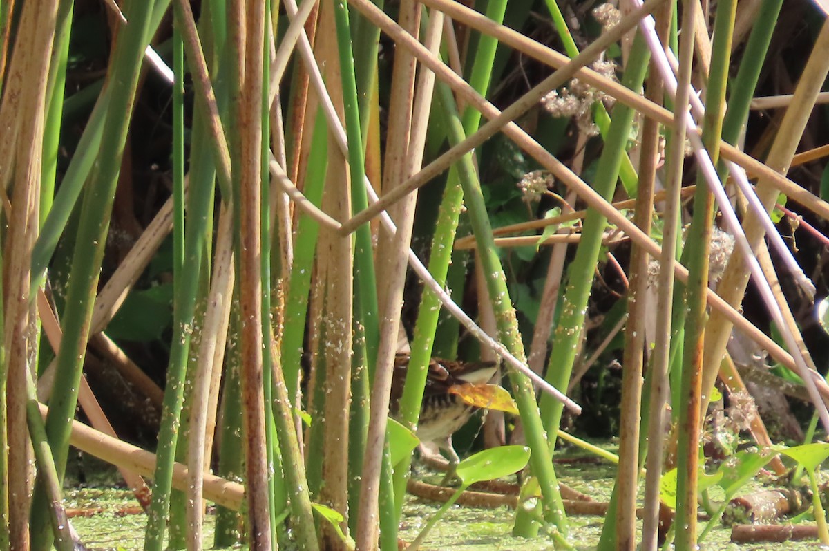 maskerikse - ML644724554