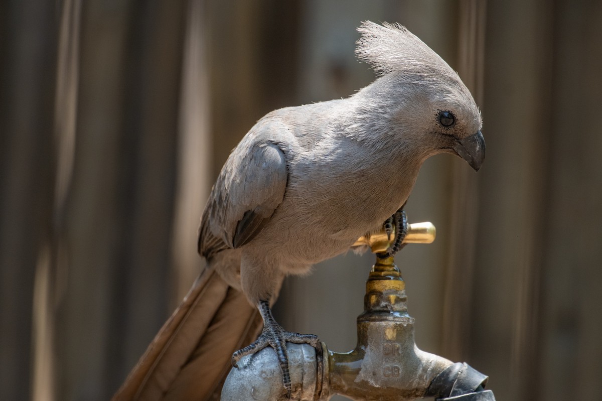 Серый бананоед - ML644724569