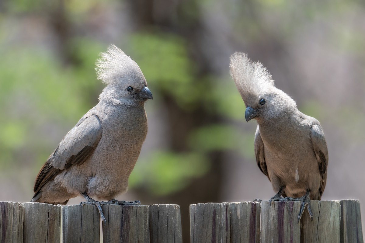 Серый бананоед - ML644724570