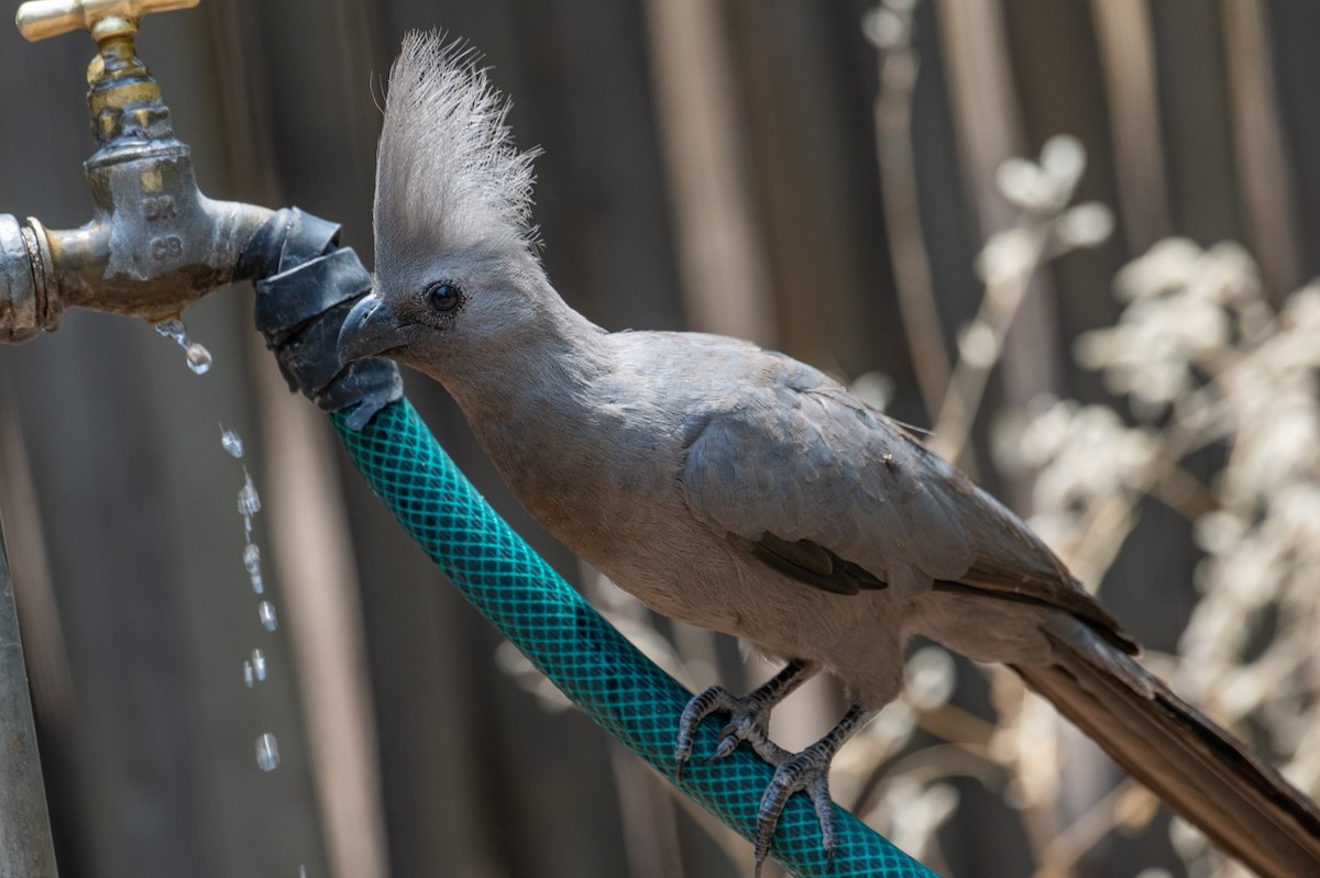 Серый бананоед - ML644724571