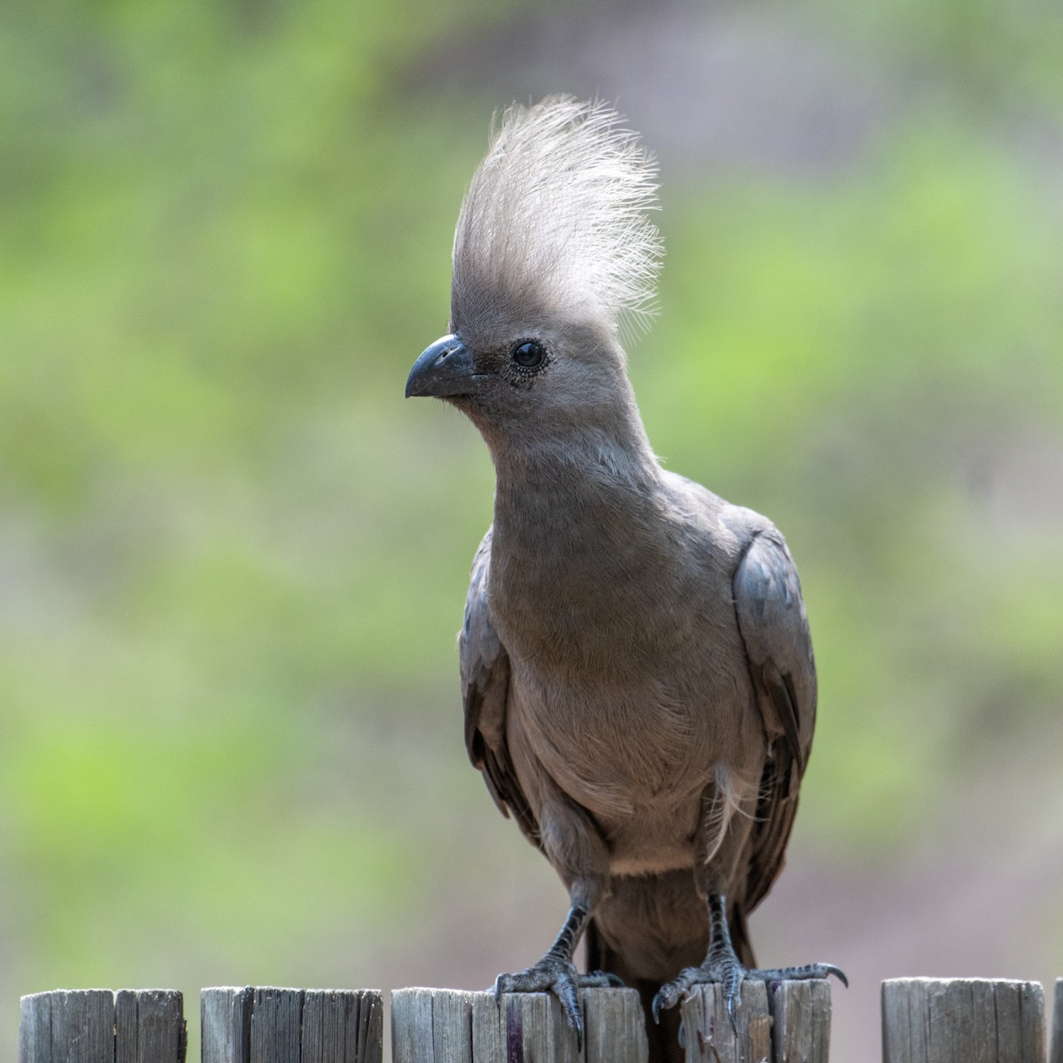 Серый бананоед - ML644724572