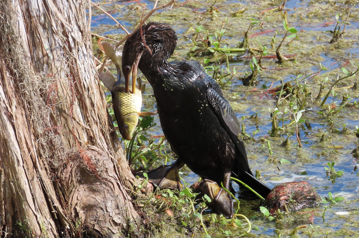 amerikaslangehals - ML644724580