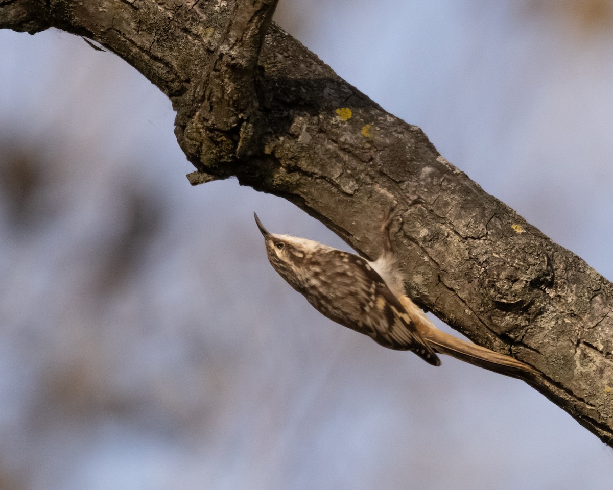 Brown Creeper - ML644724581