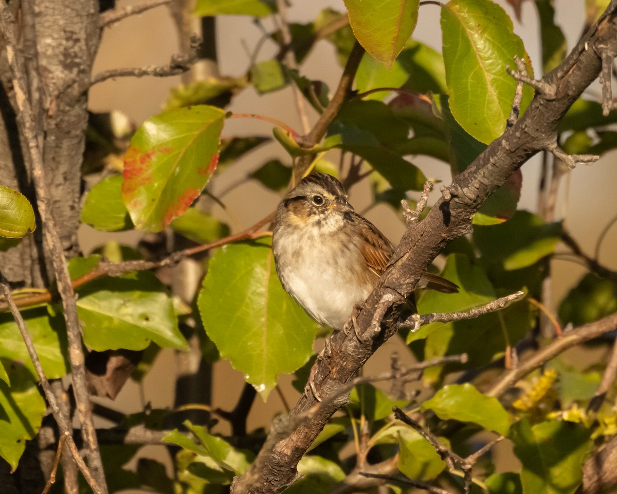 sumpspurv - ML644724583