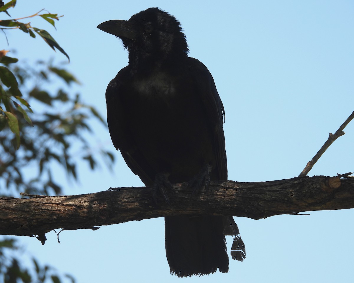 australkråke - ML644724584