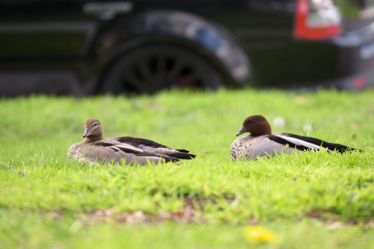 mankeand - ML644724585