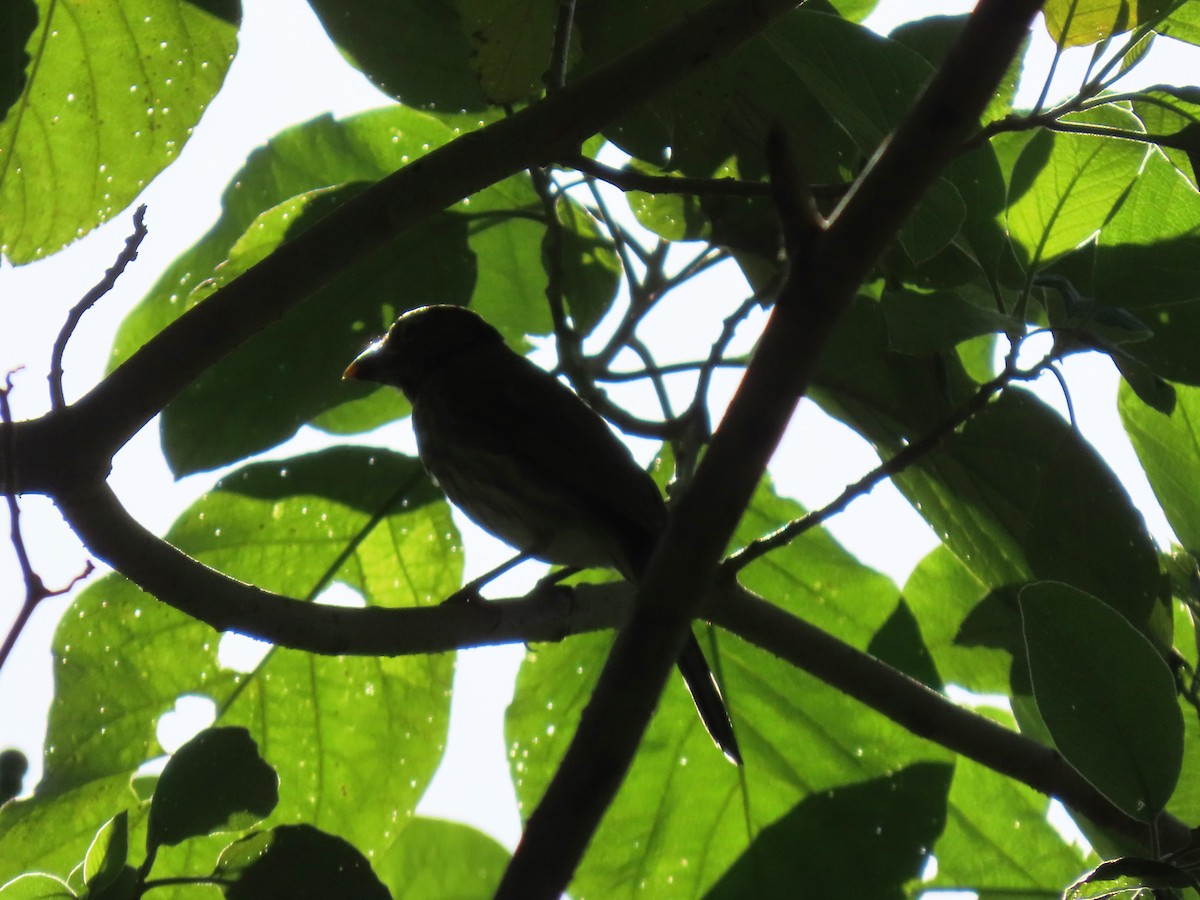 krattsaltator - ML644724586