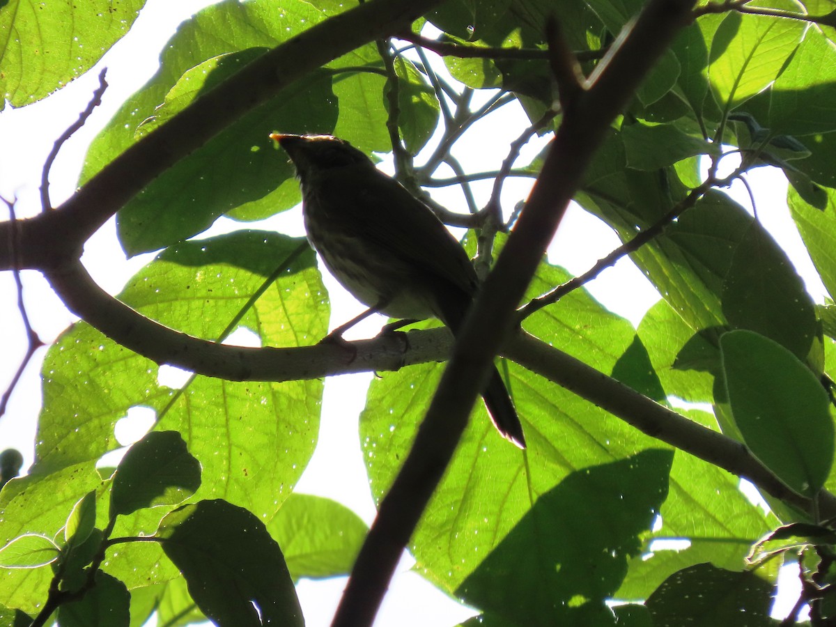 krattsaltator - ML644724587