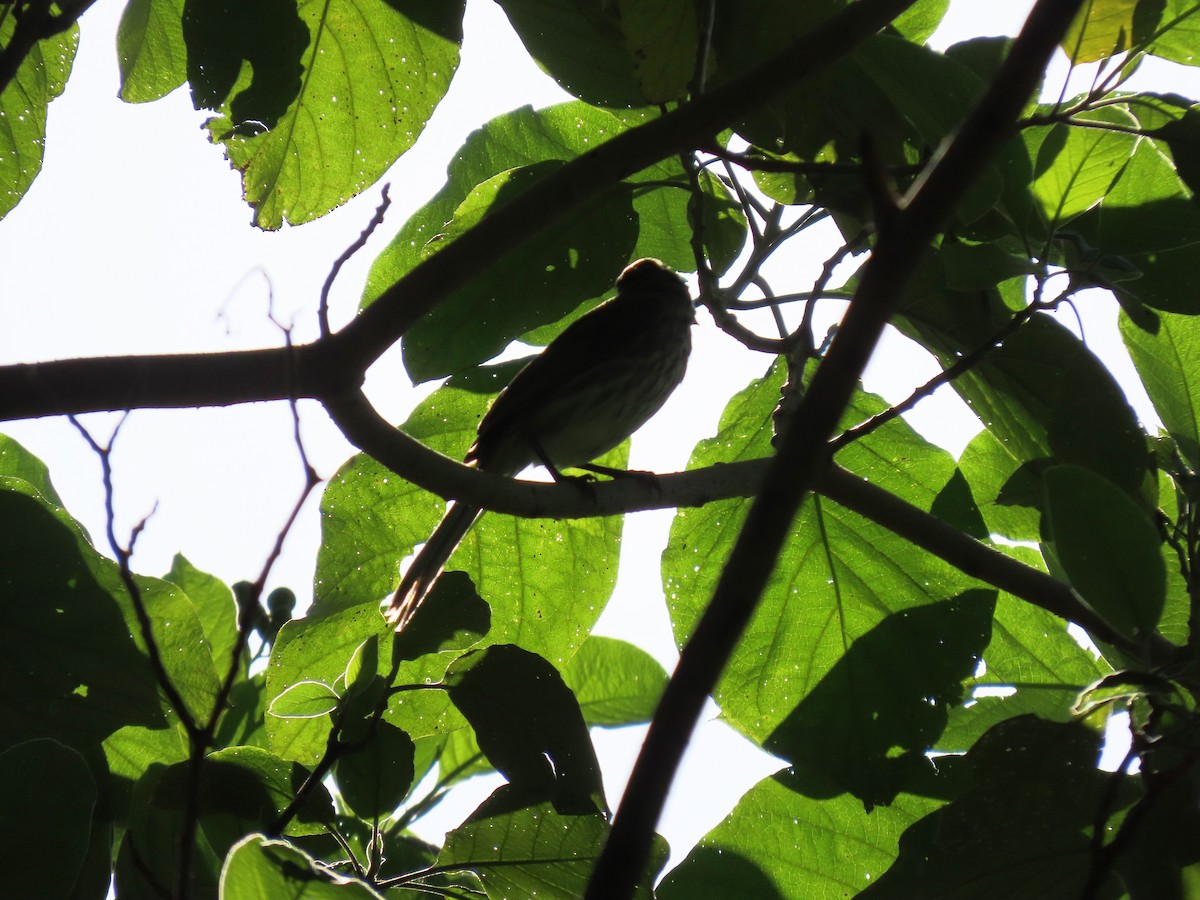 krattsaltator - ML644724588