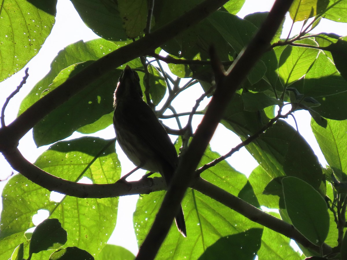 krattsaltator - ML644724589