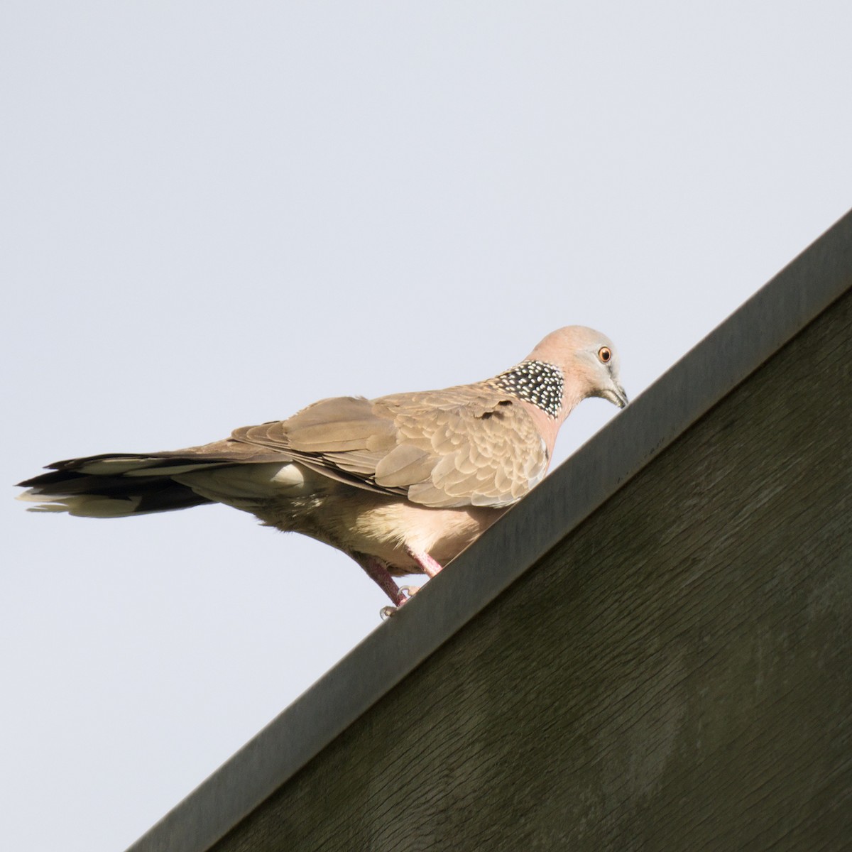 perlekragedue - ML644724593