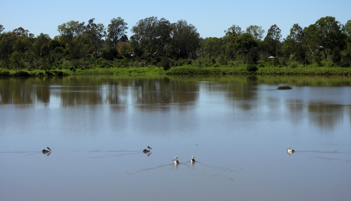 Australian Pelican - ML644724595